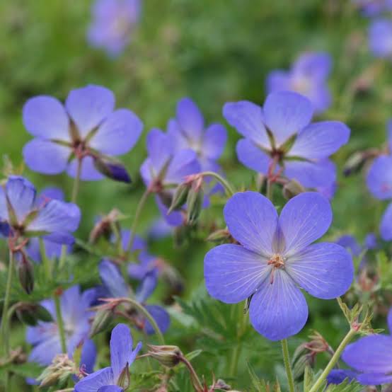 GERANIUM JOHNSON'S BLUE 14CM