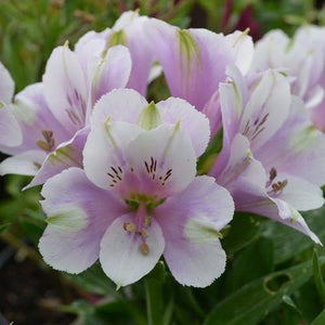 ALSTROEMERIA COMPACT INTICANCHA MOON 2.5L