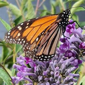 BUDDLEIA LEYANA