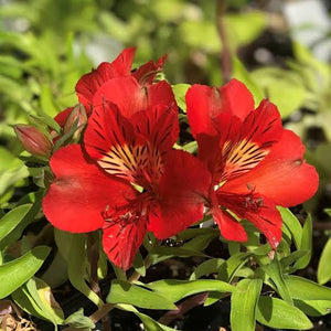 ALSTROEMERIA BORDER SUMMER PARADISE SUMMER RED 2.5L