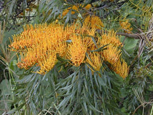 Load image into Gallery viewer, GREVILLEA ROBUSTA
