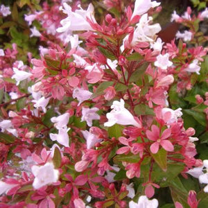 ABELIA RASPBERRY PROFUSION