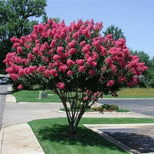 Load image into Gallery viewer, LAGERSTROEMIA INDICA
