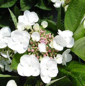 HYDRANGEA MACROPHYLLA LIBELLE 4.0L