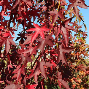 LIQUIDAMBAR STYRACIFLUA WORPLESDON PB28