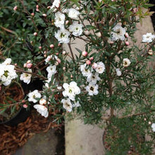 Load image into Gallery viewer, LEPTOSPERMUM WIRI LINDA 4.0L
