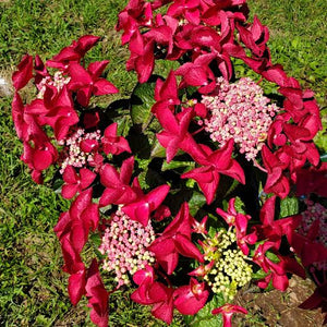 HYDRANGEA MACROPHYLLA STRAWBERRIES & CREAM 4.5L