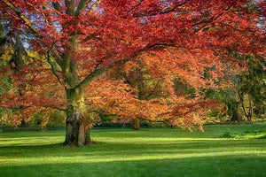 QUERCUS RUBRA NORTHERN RED OAK PB28