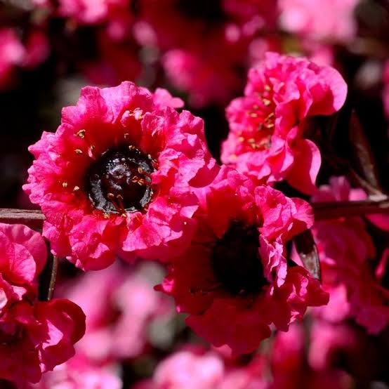 LEPTOSPERMUM RED DAMASK 2.5L