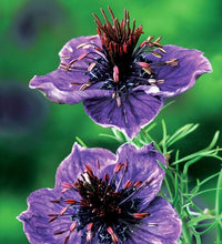 Load image into Gallery viewer, NIGELLA SPANISH LOVE IN A MIST SEED
