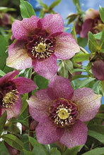 Load image into Gallery viewer, HELLEBORUS ORIENTALIS HYBRID TUTU 17CM
