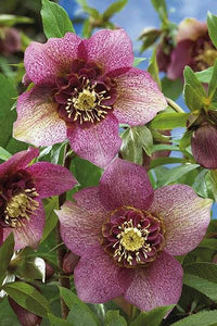 HELLEBORUS ORIENTALIS HYBRID TUTU 17CM