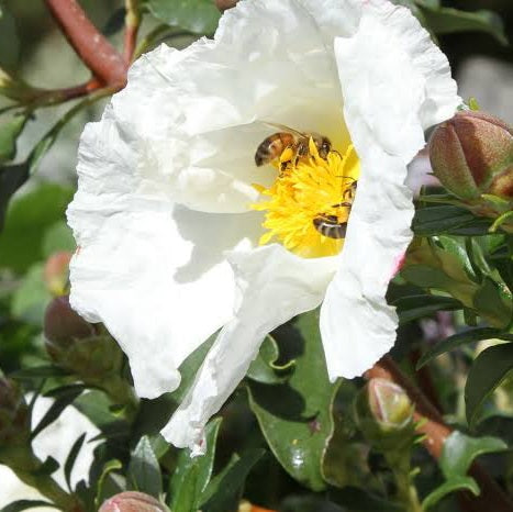 CISTUS BENNETTS WHITE 2.5L