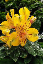 Load image into Gallery viewer, ALSTROEMERIA INCA GOLD RUSH 2.5L
