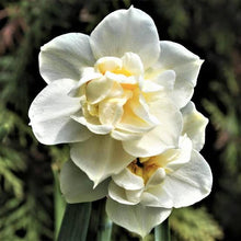 Load image into Gallery viewer, DAFFODIL DOUBLE EARLYCHEER 5PK
