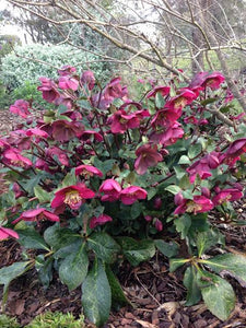 HELLEBORUS MARBLED ANNAS RED 17CM