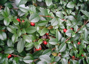 COTONEASTER DAMMERI 2.5L