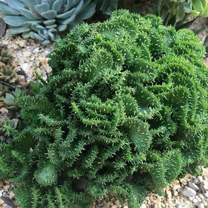 EUPHORBIA CORAL