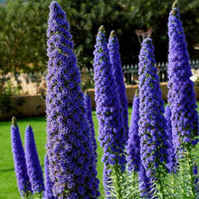 Load image into Gallery viewer, ECHIUM FASTUOSUM PRIDE OF MADEIRA
