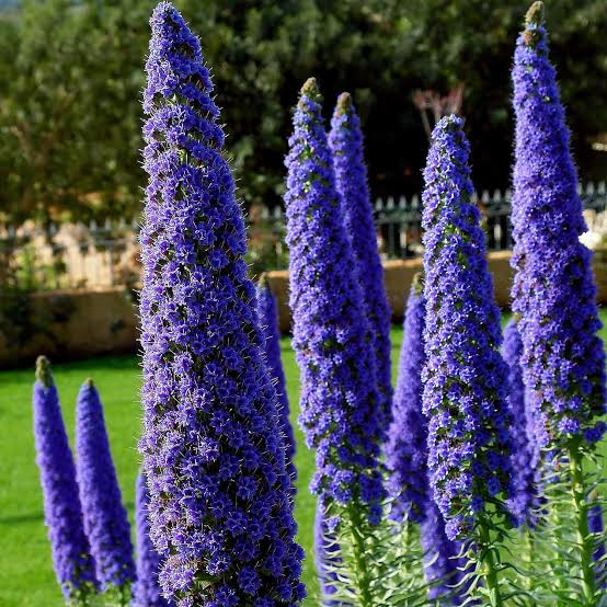 ECHIUM FASTUOSUM PRIDE OF MADEIRA