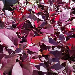 ALTERNANTHERA LITTLE RUBY 2.4L