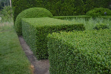 Load image into Gallery viewer, BUXUS MICROPHYLLA KOREANA
