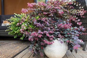 LOROPETALUM PLUM GORGEOUS