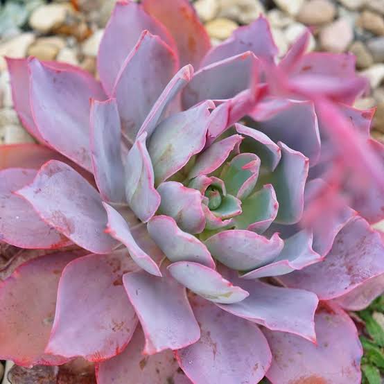 ECHEVERIA AFTERGLOW