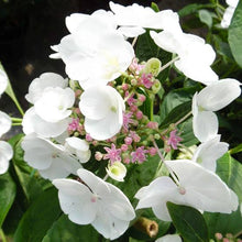 Load image into Gallery viewer, HYDRANGEA MACROPHYLLA LIBELLE 4.0L
