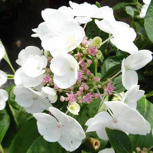 HYDRANGEA MACROPHYLLA LIBELLE 4.0L