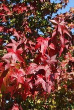 Load image into Gallery viewer, LIQUIDAMBAR STYRACIFLUA LANE ROBERTS PB28
