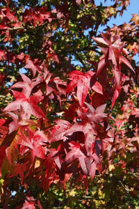 LIQUIDAMBAR STYRACIFLUA LANE ROBERTS PB28