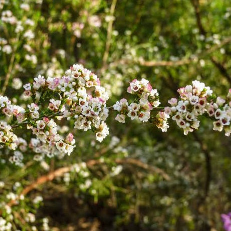 MICROMYRTUS CILATA