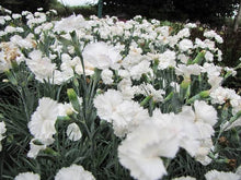 Load image into Gallery viewer, DIANTHUS ANGEL OF PURITY 1.5L
