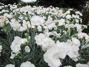 DIANTHUS ANGEL OF PURITY 1.5L