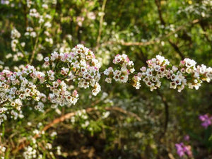 MICROMYRTUS CILATA