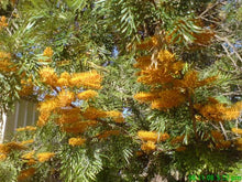 Load image into Gallery viewer, GREVILLEA ROBUSTA
