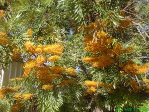 GREVILLEA ROBUSTA