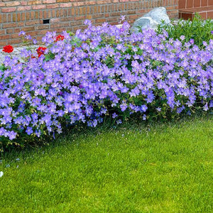 GERANIUM JOHNSON'S BLUE 14CM