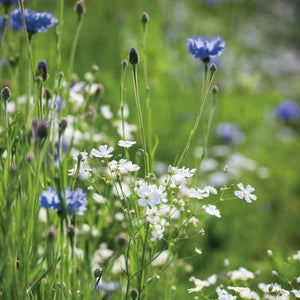 VILLAGE GREEN BORDER MIX SEED