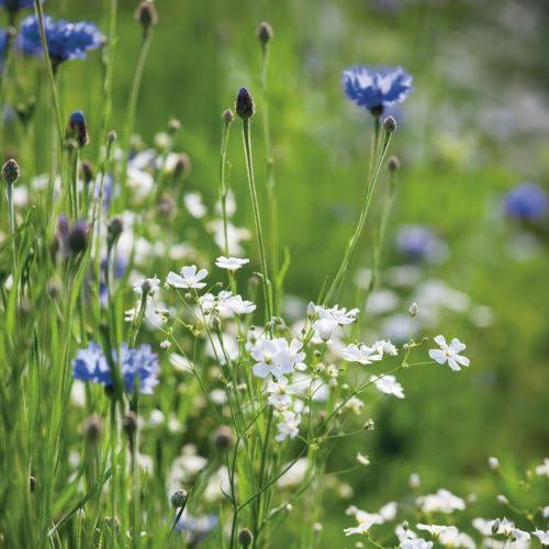 VILLAGE GREEN BORDER MIX SEED