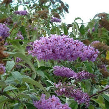 Load image into Gallery viewer, BUDDLEIA LEYANA
