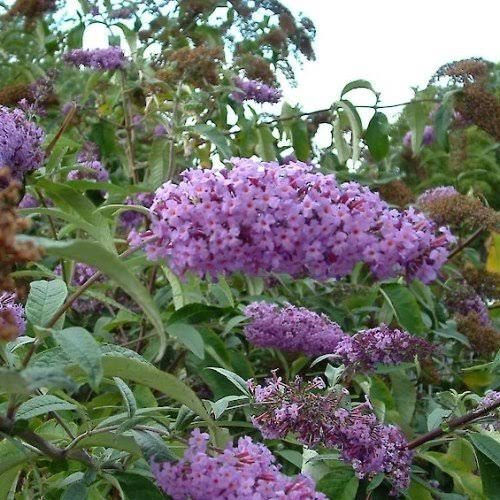 BUDDLEIA LEYANA