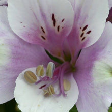 Load image into Gallery viewer, ALSTROEMERIA COMPACT INTICANCHA MOON 2.5L
