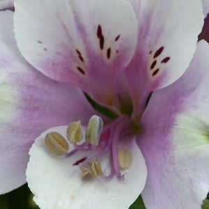 ALSTROEMERIA COMPACT INTICANCHA MOON 2.5L