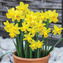 Load image into Gallery viewer, DAFFODIL MINIATURE TETE-A-TETE 5PK
