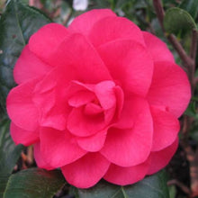 Load image into Gallery viewer, CAMELLIA HYBRID ROMA RED 4.0L
