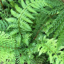 Load image into Gallery viewer, POLYSTICHUM DRACOMONTANUM 2.5L

