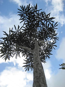 PSEUDOPANAX CRASSIFOLIUS HOROEKA LANCEWOOD 3.3L