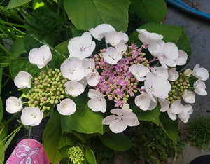 HYDRANGEA MACROPHYLLA LIBELLE 4.0L